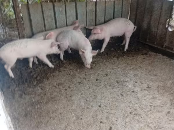 Eber, Schweine