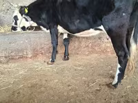 Kuh, Latvian Blue cattle — Foto 5