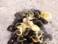 Ducks — फ़ोटो 1