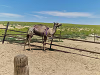 ناقة, الجمال — الصورة 3