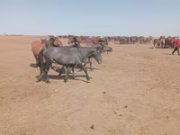 Toychoq, Horse breed — 5-rasm