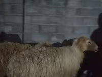公羊, Sheep — 照片 3