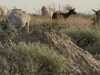 Cow, Cattle — photo 3