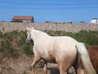 Айғыр, Azerbaijan horse — 3-сурет