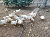 American Pekin — Foto 1