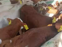 ثور, Simmental cattle — الصورة 3
