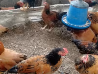 Chickens — Foto 2