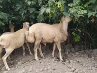 Qoç, Qoyunlar — foto 4