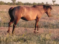 Madyan, Mugalzhar horse — foto 1