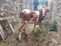 Vaca, Simmental cattle — foto 4