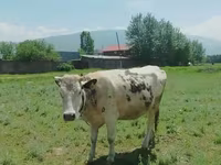 بقرة, Simmental cattle — الصورة 3