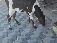 Cow, Cattle — photo 2
