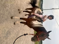 Hengst, Thoroughbred horse — Foto 6