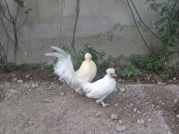 Yapon Bantam
