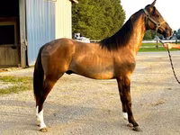 Hengst, Rocky Mountain Horse — Foto 2