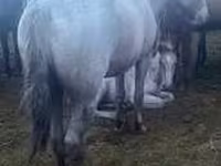 Caballo, Horse breed — foto 5