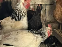 Chickens — Foto 4