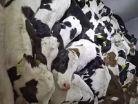 Bulle, Simmental cattle — Foto 1