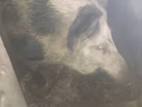 Boar, Pigs — photo 3