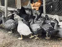 Hausente — Foto 2