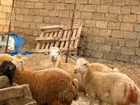 نعجة, Apsheron sheep — الصورة 6