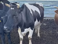 Vaca, Simmental cattle — foto 2