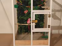 Papuqay,dovşan,hamster,şinşila,bildirçin,cücə,xamyak,pişik,quş,tısbağa — 1-сурет
