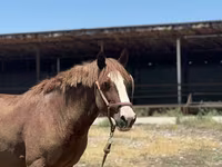 Aygʻir, Kazakh horse — 5-rasm