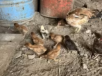 Chickens — फ़ोटो 2