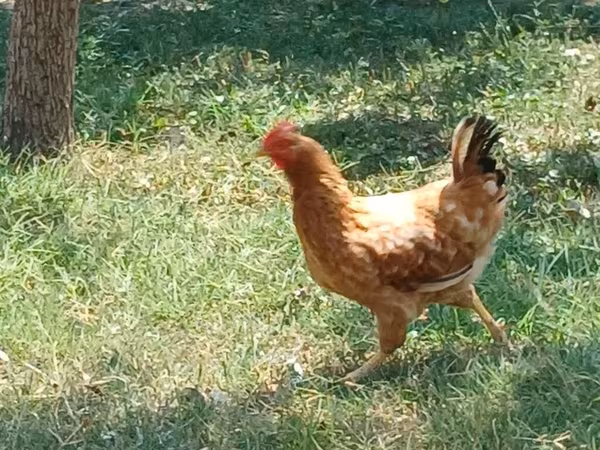Chickens