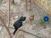 Chickens — الصورة 2