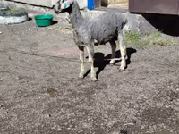 كبش, Edilbay sheep — الصورة 2