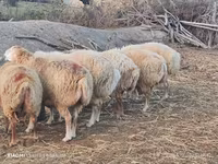 أغنام (دفعة، الجنس غير محدد), الأغنام — الصورة 2