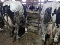 母牛, Cattle — 照片 2