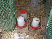 Chickens — फ़ोटो 6