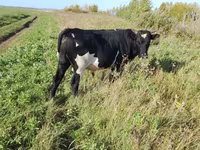 公牛, Russian Black pied cattle — 照片 1