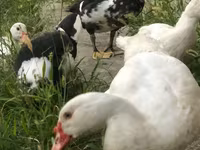 Ducks — foto 4