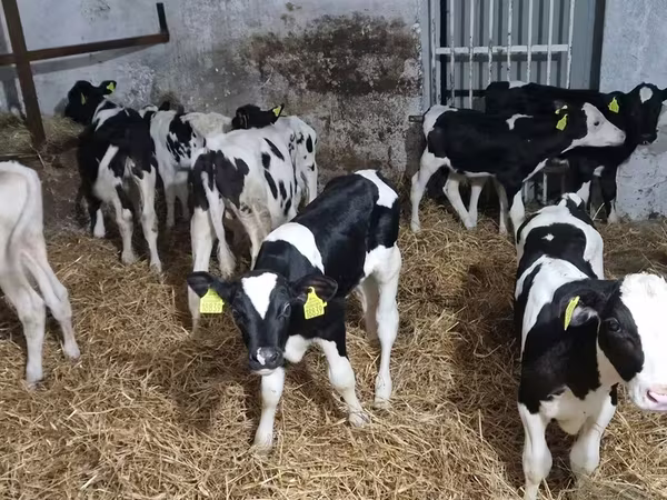 Bulle, Russian Black pied cattle