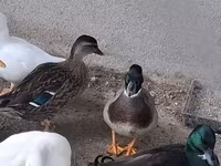 Ducks — الصورة 3