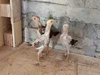 Chickens — photo 2
