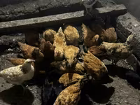 Chickens — foto 1