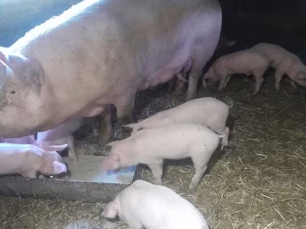 Schweine (Partie, Geschlecht nicht angegeben), Schweine — Kasachstan