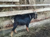 Widder, Romanov sheep — Foto 4