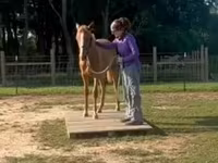 فرس, Rocky Mountain Horse — الصورة 7