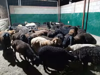 كبش, الأغنام — الصورة 3