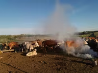 İnək, Simmental cattle — foto 6