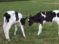 Bulle, Holstein-Rasse — Foto 6