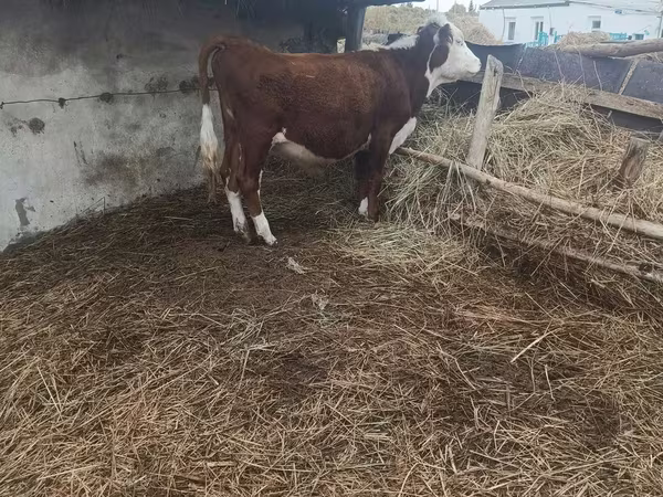 Bulle, Kasachische Weißkopfkuh