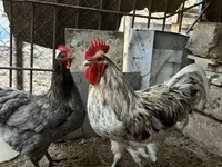 Australorp — Foto 1
