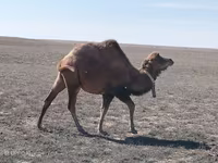 公骆驼, Kazakh Bactrian camel — 照片 1